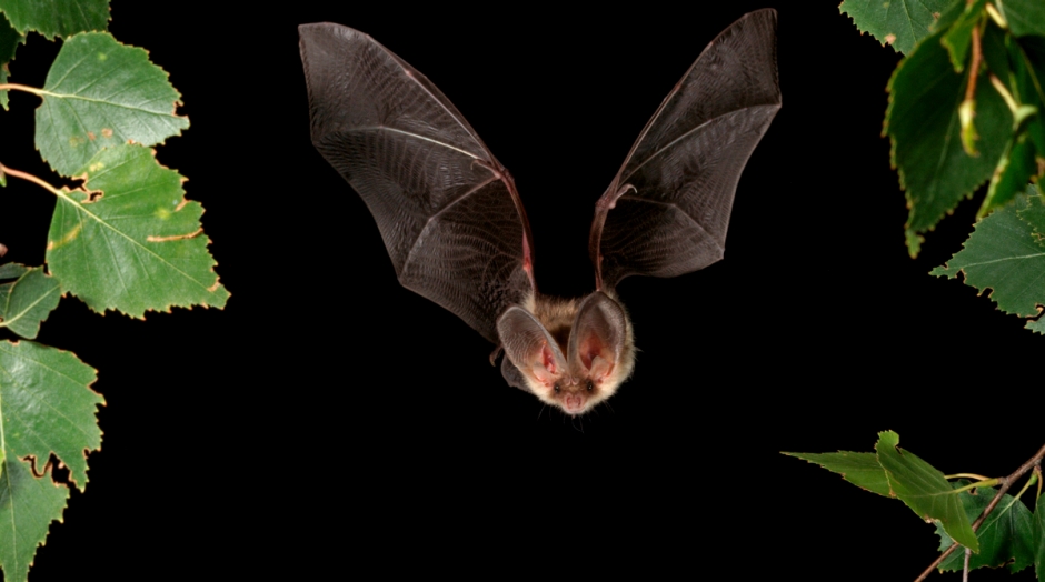 Braunes Langohr im Flug